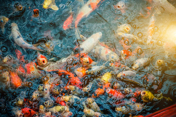 Japanese carp fish in a variety of colors are swimming and popping out, waiting to eat plenty of sunshine through the day.