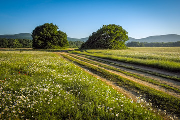 Fototapeta na wymiar Summer landscape with green grass, flowers, road and trees