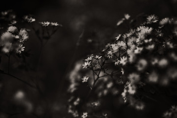 Zarte Blüten vor dunklem Grund