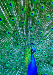 Obraz premium Pavo Real II