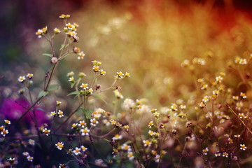 Hintergrundbild Blumen 