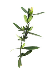 Hop Headed Barleria Close up