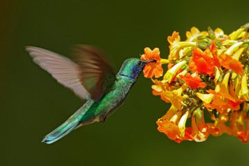 Hummingbird with red bloom forest habitat. Green Violet-ear, Colibri thalassinus, flying in the nature tropical wood habitat, Savegre, Costa Rica. Wildlife scene from jungle.