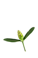 Hop Headed Barleria Close up