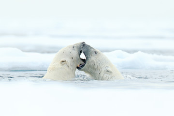 Polar bear dancing on the ice. Two Polar bears love on drifting ice with snow, white animals in the nature habitat, Svalbard, Norway. Animals playing in snow, Arctic wildlife. Funny image from nature. © ondrejprosicky