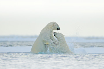 Polar bear fight in the water. Two Polar bears playing on drifting ice with snow. White animals in the nature habitat, Svalbard, Norway. Animals playing in snow, Arctic wildlife. Funny nature image . © ondrejprosicky