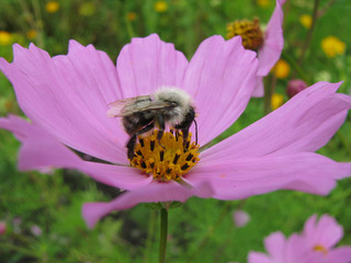  Bee on a flower