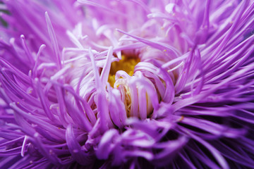 Nahaufnahme von Lila Dahlie