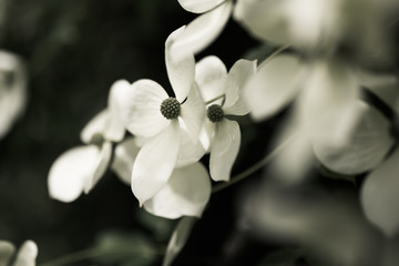 Naklejka na ściany i meble Cornus florida, blühender Baum mit weißen Blüten