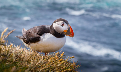 Beautiful Atlantic puffin in summer, Iceland