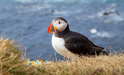 Beautiful Atlantic puffin in summer, Iceland
