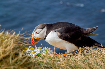Beautiful Atlantic puffin in summer, Iceland