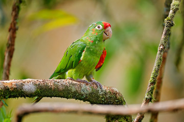 Crimson-fronted Parakeet (Aratinga finschi) portrait of light green parrot with red head, Costa Rica. Wildlife scene from tropical nature. Bird in the habitat.