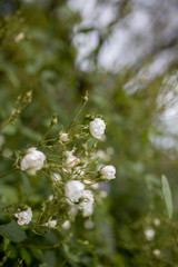 Weiße Rosen am Busch im Garten