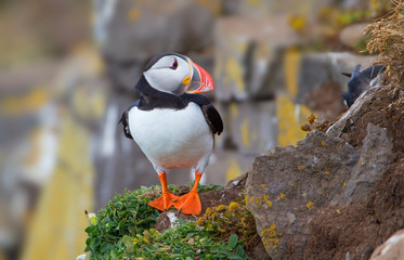 Beautiful Atlantic puffin in summer, Iceland © prasitphoto