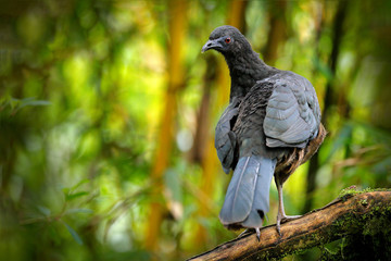 Black Guan, Chamaepetes unicolor, portrait of dark tropical bird with blue bill and red eyes, orange bloom flower in the background, animal in the mountain tropical forest in Savegre, Costa Rica.