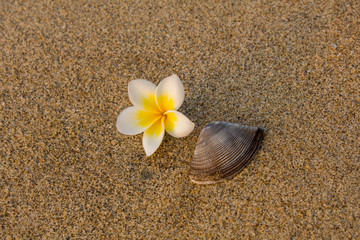 fresh white yellow frangipani flower and brown shell close up lie on the blurred sand