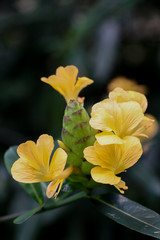 Hop Headed Barleria at garden