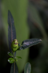 Hop Headed Barleria at garden