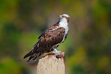 Osprey with fish. Bird of prey Osprey, Pandion haliaetus, feeding on caught fish, Peru. Wildlife scene from nature. Eagle with dead fish.