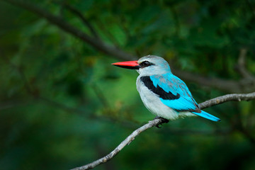 Woodland kingfisher, Halcyon senegalensis, detail of exotic African bird sitting on the branch in the green nature habitat, Moremi, Okavango, Botswana, Africa. Wildlife scene form nature.