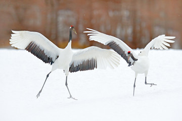 Obraz premium Dancing pair of Red-crowned crane with open wing in flight, with snow storm, Hokkaido, Japan. Bird in fly, winter scene with snow. Snow dance in nature. Wildlife scene from snowy nature. Snowy winter.