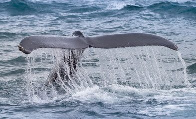 Humpback whale tail diving