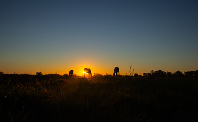 Silhouette of three horses eating during sunset.