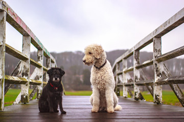 Hunde auf einer Brücke