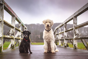 Hunde auf einer Brücke