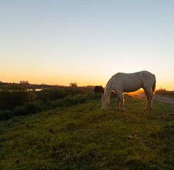 Huge white horse that eats quietly during the sun's fall.