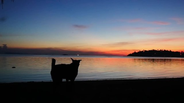 Silhouette domestic pet dog on sandy beach at amazing sunset. slow motion. 1920x1080
