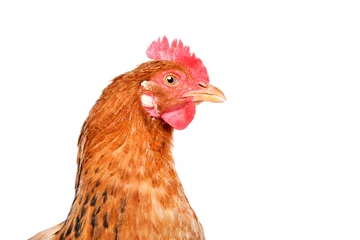 Foto op Plexiglas Portrait of a chicken, side view, isolated on white background © sonsedskaya