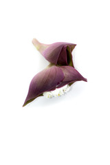 Fototapeta premium Oyster Lily Close up
