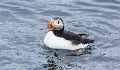 Beautiful Atlantic Puffins