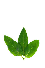 Sugar apple Close up