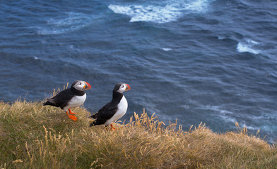 Beautiful Atlantic Puffins