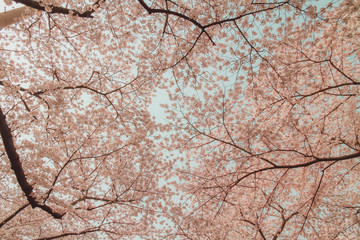 Beautiful pink cherry blossoms with sky as the background