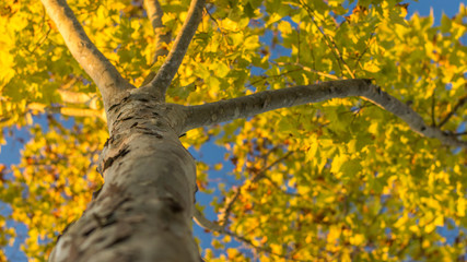 Folhas de árvore no outono