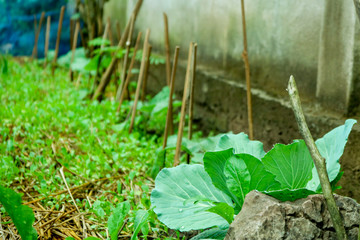 young plants in the garden