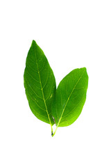 Obraz premium Sugar apple Close up