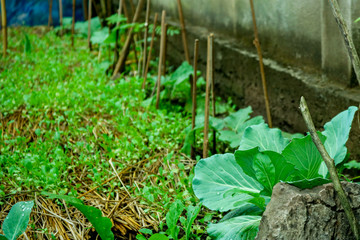 young plants in the garden