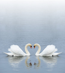 Fototapeta premium Swans on a lake happily in love