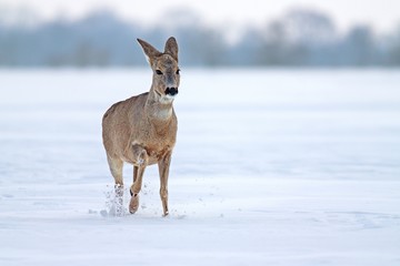 Roe deer Capreolus capreolus in winter. Female deer doe deer with snowy background. Wild animal walking forward determined in deep snow.