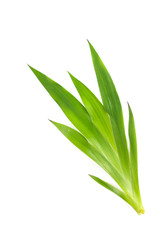 Xyphidium caeruleum  Close up