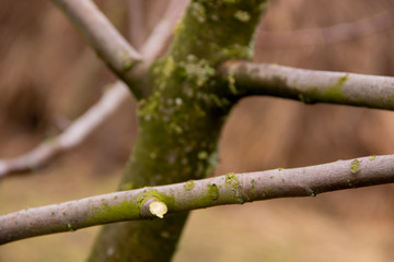 Cropped branch of a tree in a garden in the spring