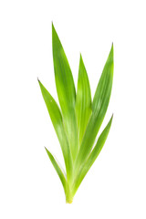 Obraz premium Xyphidium caeruleum Close up