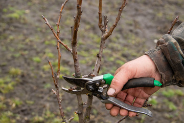 Autumn pruning of trees, the guy cuts with a shears a branch of a pear in the garden