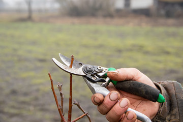 Senior man pruning apple tree work in garden. Seasonal work