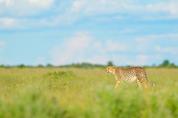 Cheetah in grass, blue sky with clouds. Spotted wild cat in nature habitat. Cheetah, Acinonyx jubatus, walking wild cat. Fastest mammal on the land, Botswana, Africa. African nature, wet season.